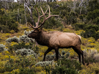 驯鹿穿过森林的苔原北角动物鹿高清图片