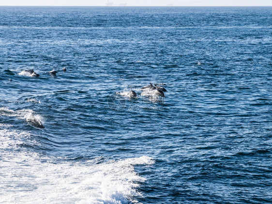 海豚从水中跳出在海游泳豚在中游泳图片