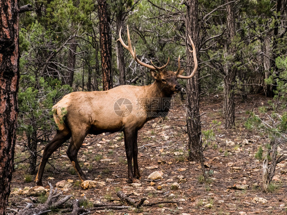 驯鹿穿过森林的苔原北角动物鹿图片