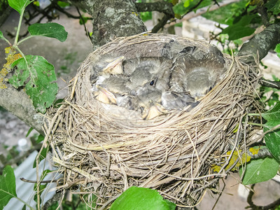 鸟巢中的小鸡幼崽窝鸟自然养图片