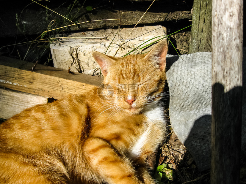 熟睡的红猫躺在温暖的阳光下熟睡的红猫躺在温暖的阳光下熟睡的红猫躺在温暖的阳光下高清图片下载 正版图片 摄图网
