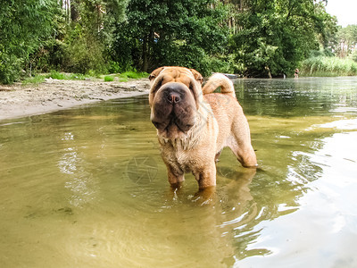 沙皮狗站在河水中沙皮狗站在河水中图片