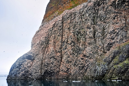 北极海岸岩石上的墨尔人的殖民地北极海岸岩石上的墨尔人殖民地北极海岸岩石上的墨尔人的殖民地图片