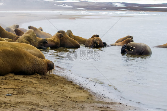 海象在北极自然界中是一针见血的哺乳动物海象在北极是一针见血的哺乳动物图片