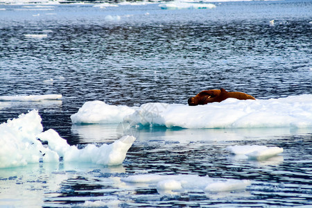 海象在北极自然界中是一针见血的哺乳动物海象在北极是一针见血的哺乳动物图片