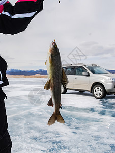 鱼钩上的鱼冬季捕鱼上钩的鱼冬季捕鱼鱼钩上的鱼冬季捕鱼图片