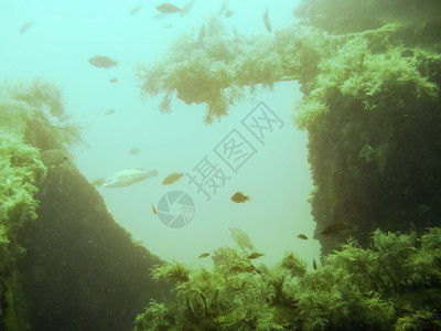 沉船的残骸海底质水下动植物生命海底的质图片