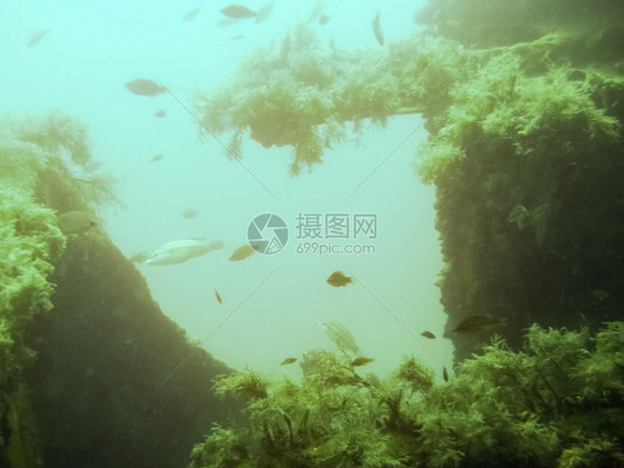 沉船的残骸海底质水下动植物生命海底的质图片