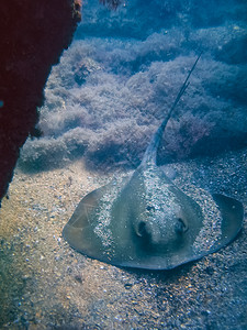 上海海洋水族馆着色美丽的高清图片