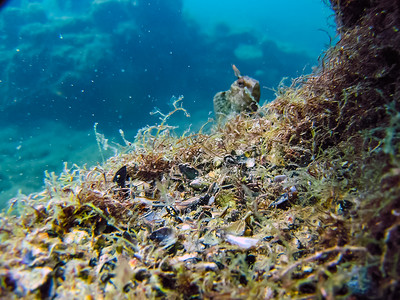 海底的质水下动物和植生命海床的质图片