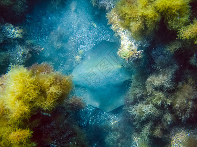 海底的质水下动物和植生命海床的质图片