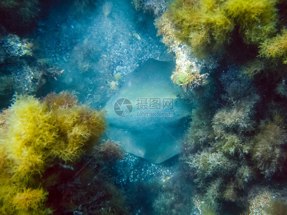 海底的质水下动物和植生命海床的质图片