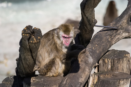 动物园的麦卡克猴子灵长类动物图片