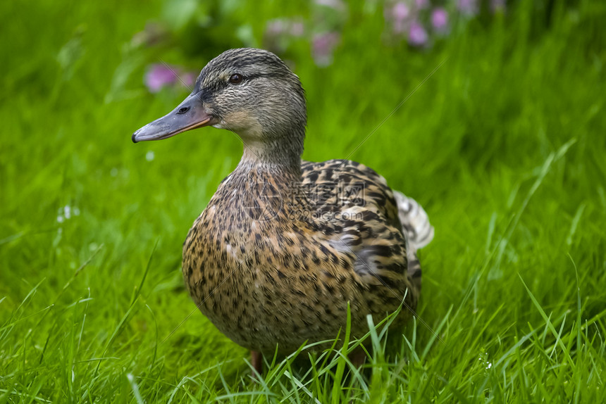 灰鸭在草地上行走普通灰鸭在草地上行走高清图片下载