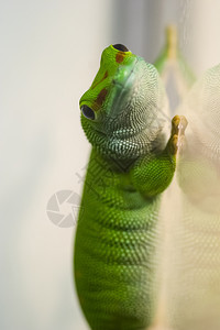 玻璃上的绿壁虎玻璃上的Gecko蜥蜴绿壁虎玻璃上的Green壁虎Gecko蜥蜴图片