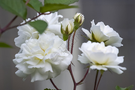 野玫瑰的白色花朵野玫瑰丛野玫瑰的白色花朵野玫瑰丛野玫瑰的白色花朵野玫瑰丛图片