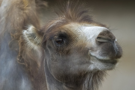 动物园里的骆驼骆驼特写动物园里的骆驼骆驼特写动物园里的骆驼骆驼特写图片