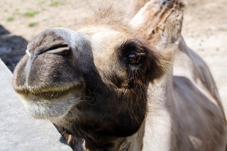 动物园里的骆驼骆驼特写动物园里的骆驼骆驼特写动物园里的骆驼骆驼特写图片