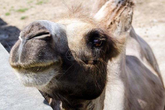 动物园里的骆驼骆驼特写动物园里的骆驼骆驼特写动物园里的骆驼骆驼特写图片