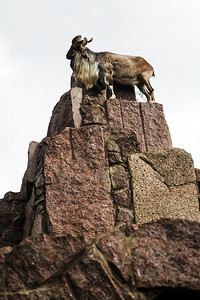动物园里的山羊在人造岩石上动物园里的山羊图片