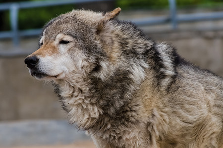 灰狼狗的亲戚灰狼特写灰太狼狗的亲戚图片