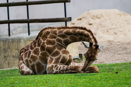 动物园里的长颈鹿长颈鹿的头动物园里的长颈鹿长颈鹿的头动物园里的长颈鹿长颈鹿的头图片