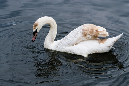 白天鹅在池塘里白天鹅在池塘里游泳图片