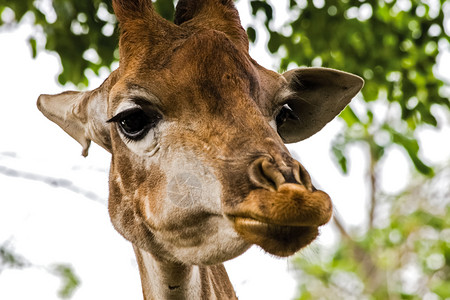 动物园里伸长脖子的长颈鹿图片