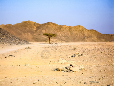 埃及沙漠埃及沙漠糖的开始埃及沙漠埃及沙漠糖的开始图片