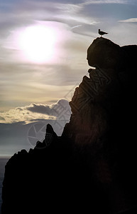 海鸥在日落的背景下坐在悬崖上海鸥日落的背景下坐在悬崖上图片