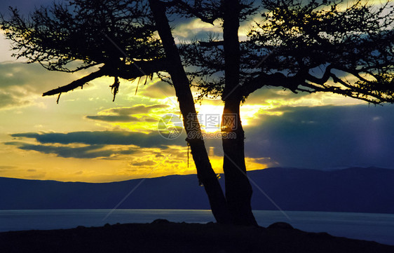 白加尔海岸的树与日落白湖美丽的天线景观图片