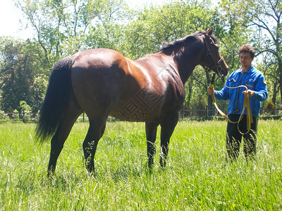 2013年7月2日俄罗斯诺武库班克马在围栏后面的草地上吃马在围栏后面的草地上吃马在诺武库班斯克的马在围栏后面的草地上吃图片