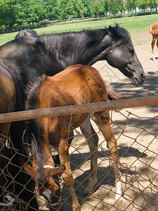 马在栅栏后面的草地上吃马在Novokubansk的马在栅栏后面的草地上吃图片