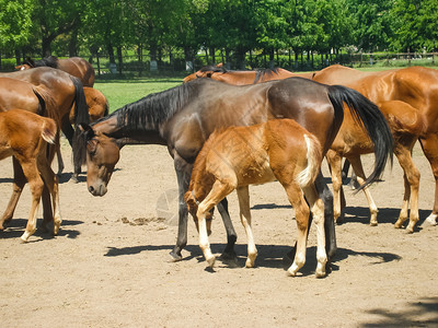 羊吃草卡通画图片