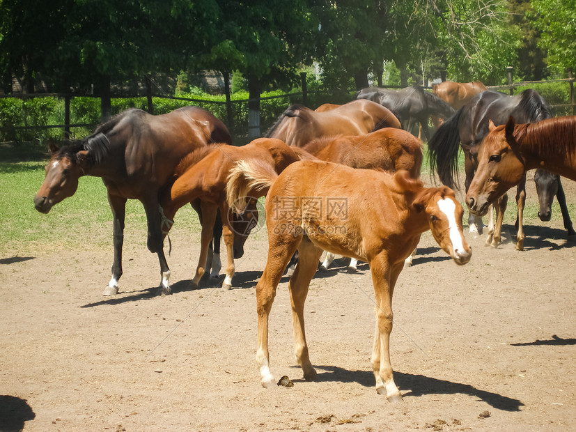 马在栅栏后面的草地上吃马在Novokubansk的马在栅栏后面的草地上吃图片