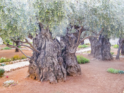 Jerusalim公园的橄榄树Jerusalim公园的橄榄树图片
