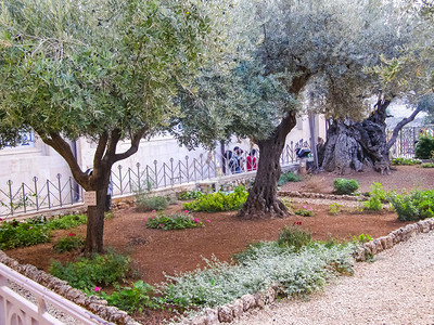 Jerusalim公园的橄榄树Jerusalim公园的橄榄树图片