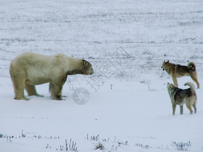 熊来到了研究站狗在北极熊旁边叫并试图摆脱它图片