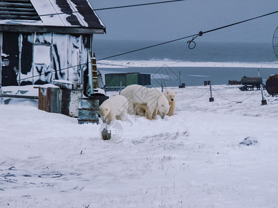 熊来到了研究站狗在北极熊旁边叫并试图摆脱它图片