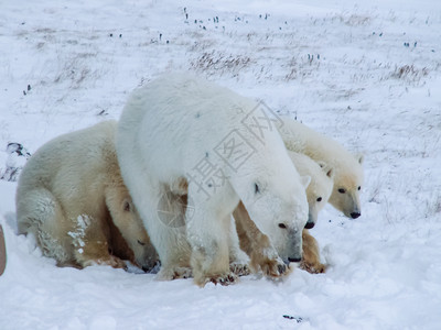 兰格尔岛上的北极熊家族兰格尔岛上的北极熊家族兰格尔岛上的北极熊家族图片
