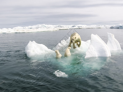北极的北极熊水中的熊北极熊背景图片