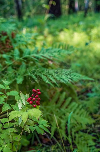 Baikal湖的秋天自然Baikal湖的景观和植物图片