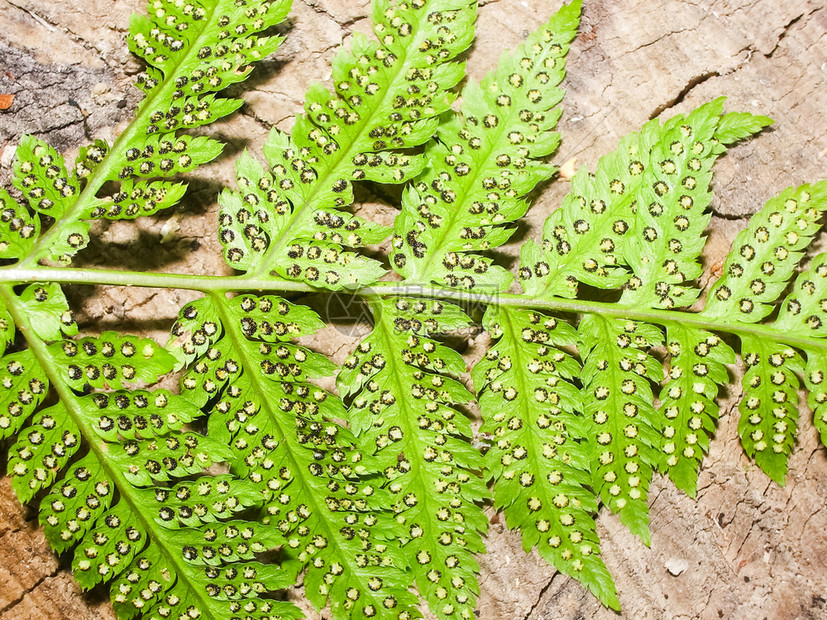 蕨类植物叶草本植物蕨类蕨类植物叶草本植物蕨类蕨类植物叶草本植物