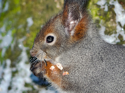 冬天森林里的松鼠在找食物冬天森林里的松鼠在找食物冬天森林里的松鼠正在寻找食物图片