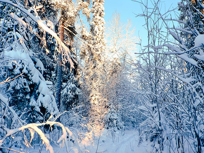 雪中的冬季森林天的大自然美丽冬天季森林图片