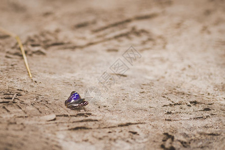 一只美丽的蝴蝶上面有灰蓝色的白蝴蝶坐在沙子上964图片