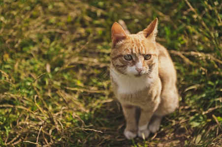 一只红猫在绿草地上一只金黄色成年猫坐在草地上92背景图片