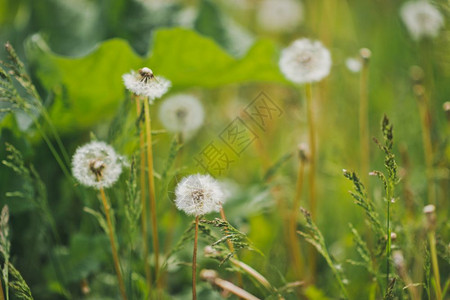 绿草背景的碎片绿草背景的裂纹926图片