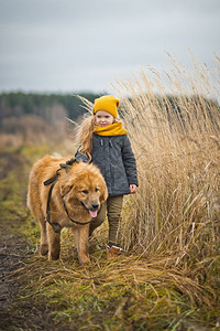 女孩领着大条红沙吉狗在秋季小麦田974带狗散步图片