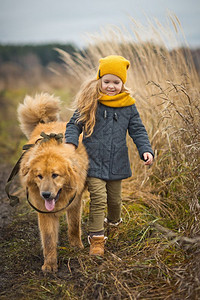 女孩领着大条红沙吉狗在秋季小麦田976带狗散步图片